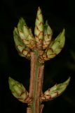 Euonymus alatus RCP4-2006 (94).jpg